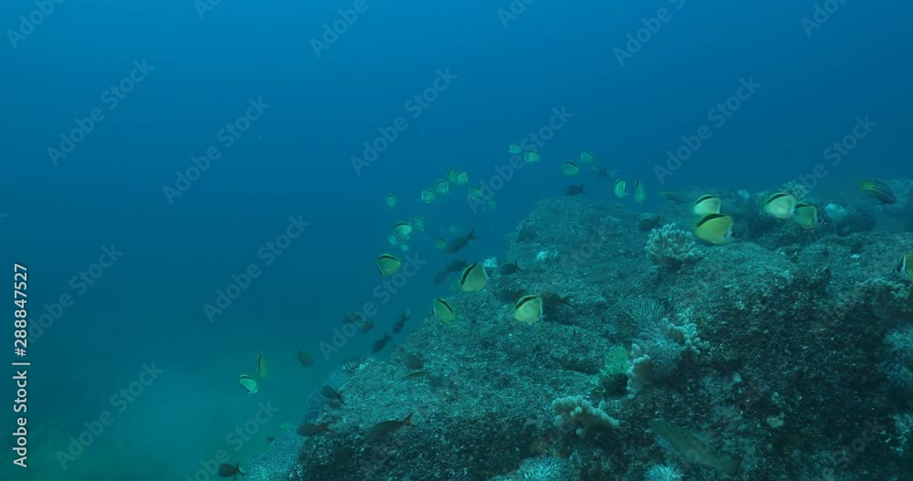 Coral reef scenics from the sea of cortez, Mexico. Coral reef scenics from the sea of cortez, Mexico.