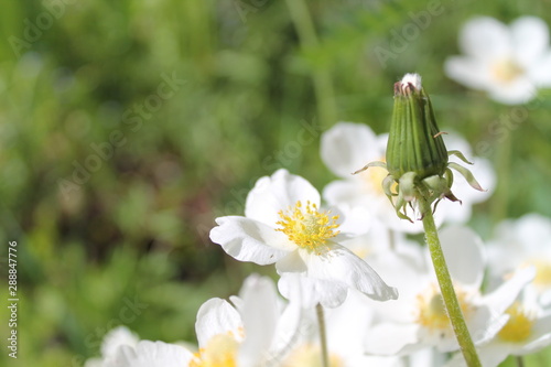 bee on a flower