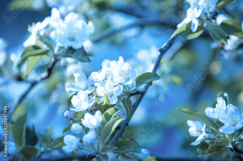 Blossoming apple tree  branch against blue sky.  Spring natural background © vvvita