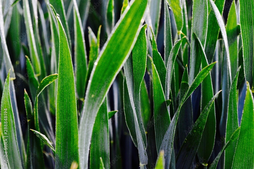 Obraz premium Green leaves from plant. Green luxuriant nature from Amazonia. Maïs plant. 