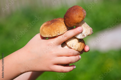forest boletus in the child hand