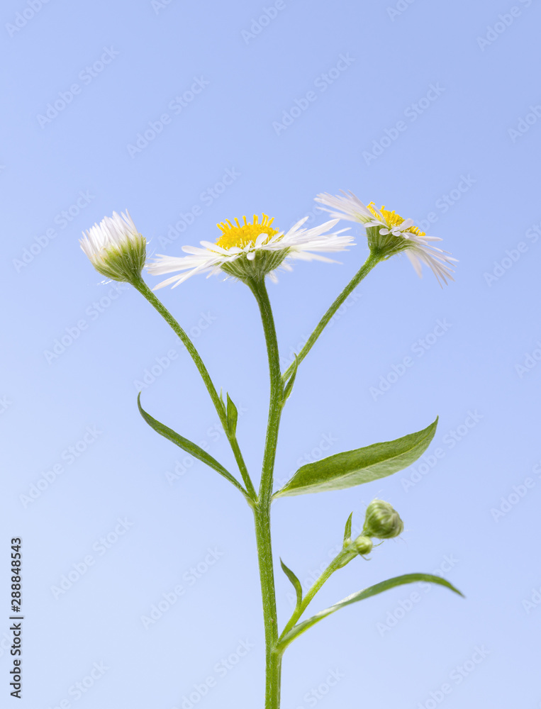 Fototapeta premium Macro of wildflower daisy