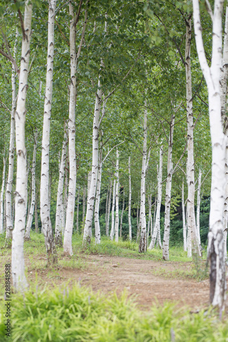Fototapeta Naklejka Na Ścianę i Meble -  Birch forest in summer, a birch grove, a straight road in the forest.