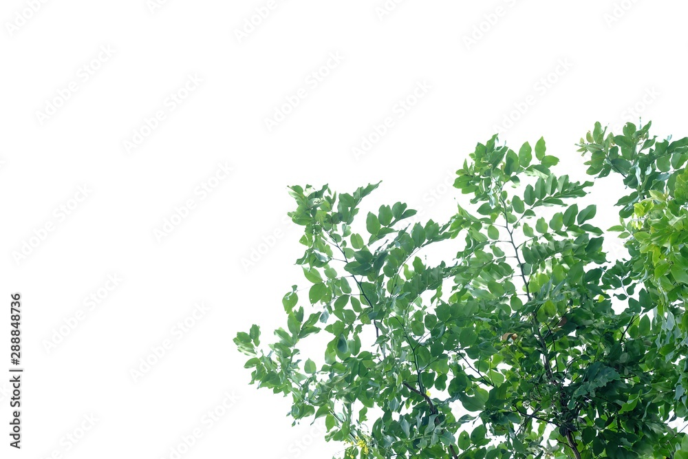 Tropical tree leaves with branches on white isolated background for green foliage backdrop and copy space Tropical tree leaves with branches on white isolated background for green foliage backdrop and copy space