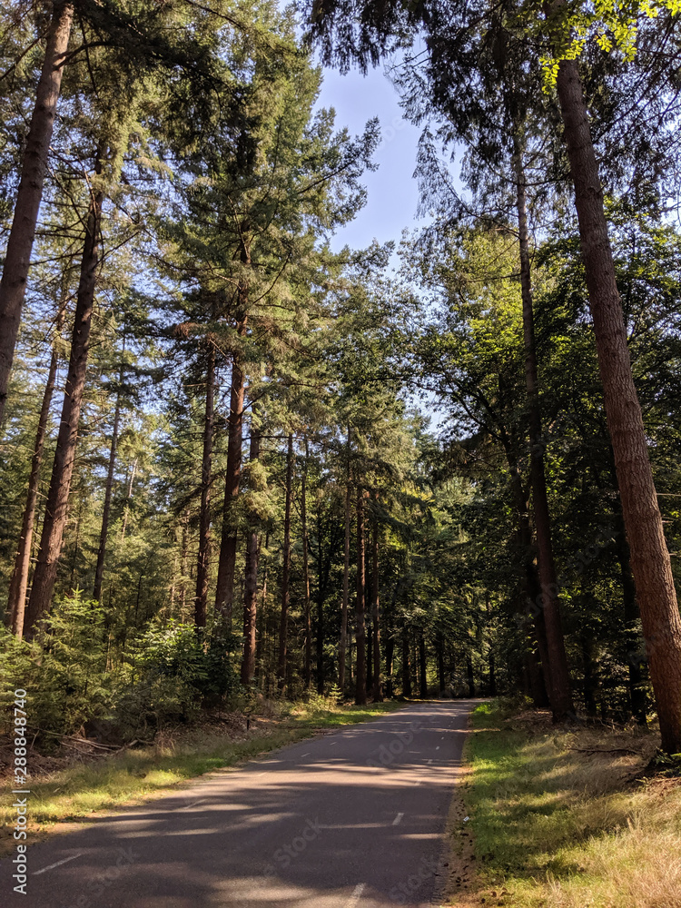Road through the forest of the Lemelerberg