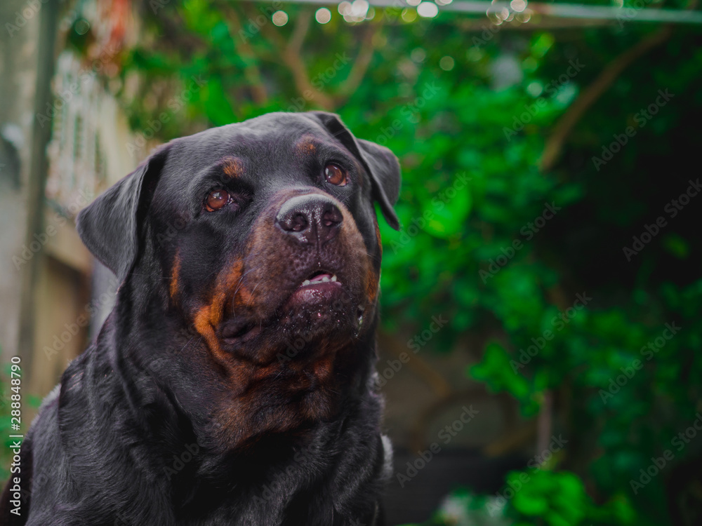 My Rottweiler dog is not aggressive, kind, stubborn, kind, loves children and boss. He likes to look out of the house and wonder about everything that is moving with a cute face. My Rottweiler dog is not aggressive, kind, stubborn, kind, loves children and boss. He likes to look out of the house and wonder about everything that is moving with a cute face.