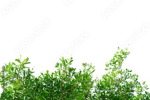 Tropical tree leaves with branches on white isolated background for green foliage backdrop and copy space 