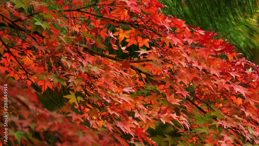 紅葉した楓 4K. Tilt shot of the Japanese maple leaves, autumn leaves 紅葉した楓 4K. Tilt shot of the Japanese maple leaves, autumn leaves