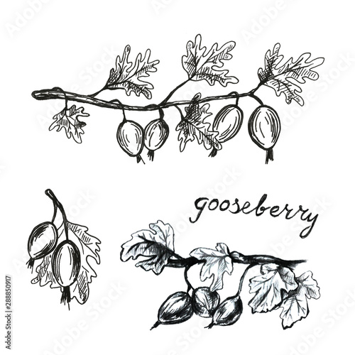 Hand drawn with pen gooseberry set frame. Summer autumn berries. Beautiful graphic illustration