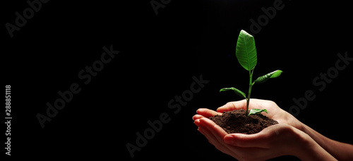 Hands holding sapling in soil photo