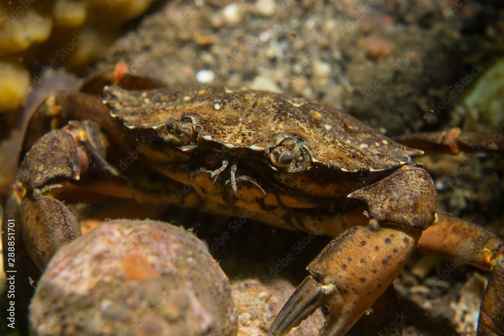 European shore crab (Carcinus maenas) in the western Baltic sea European shore crab (Carcinus maenas) in the western Baltic sea