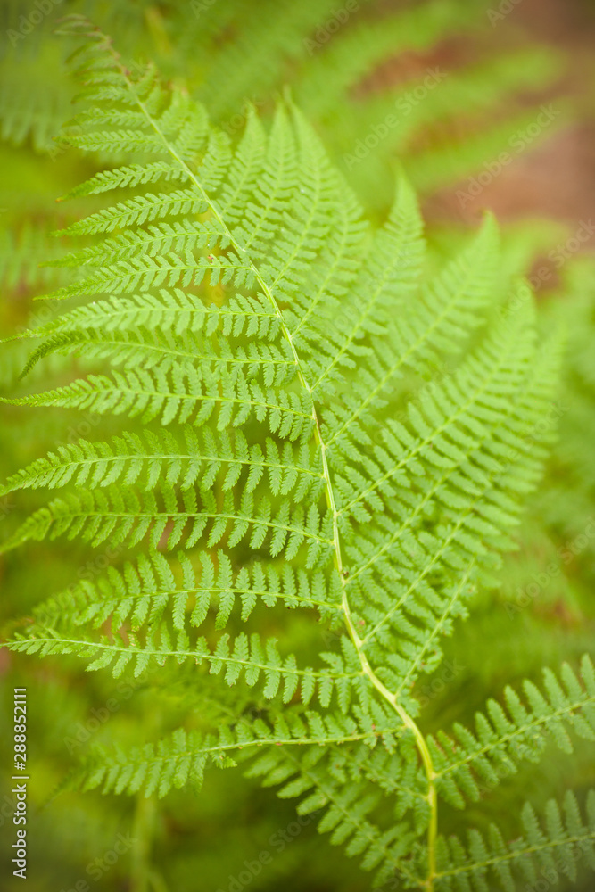 Fern Polypodiophyta. Beautiful bright green fern leaf. Wild fern in the forest background