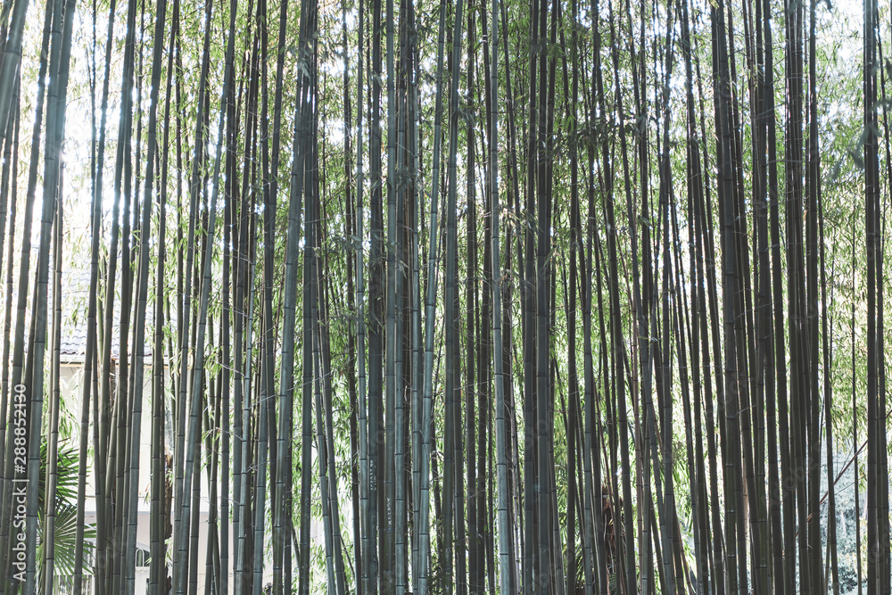 Bamboo forest natural background Bamboo forest natural background