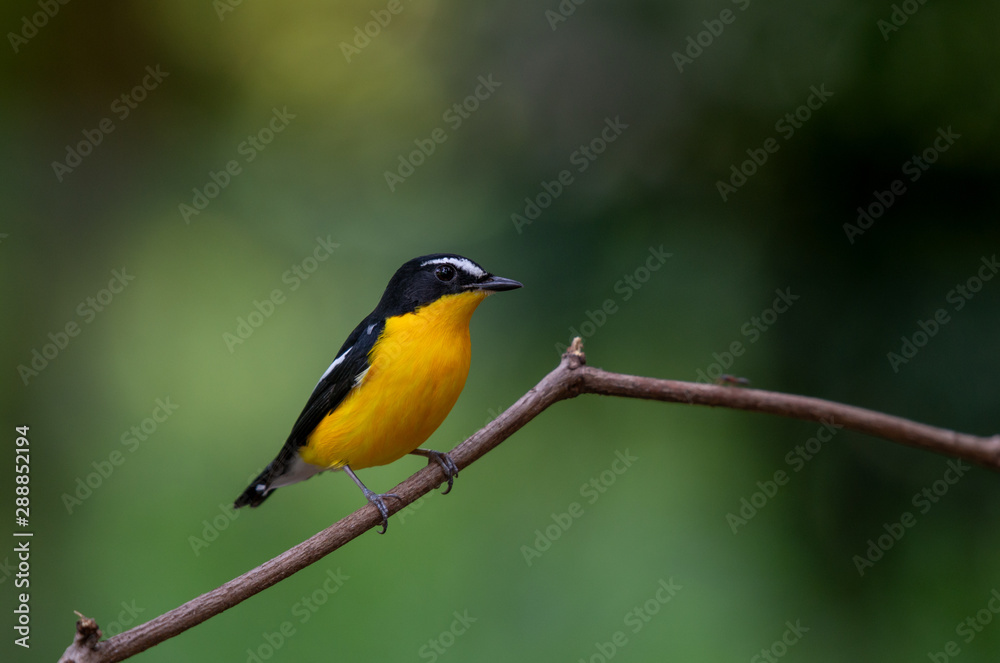 Yellow-rumped Flycatcher (Ficedula zanthopygia), Beautiful bird in Thailand Yellow-rumped Flycatcher (Ficedula zanthopygia), Beautiful bird in Thailand