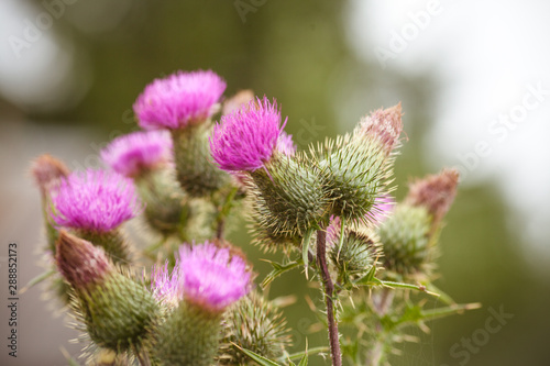 Thistle photo. Beautiful thistle flowers in the field. Carduus background with flowers closeup