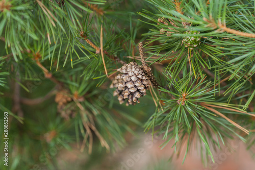 Pine cone. Beautiful pine cone close-up on a background of green needles. Young brown pine cone. Pine decorations cristmas concept. 