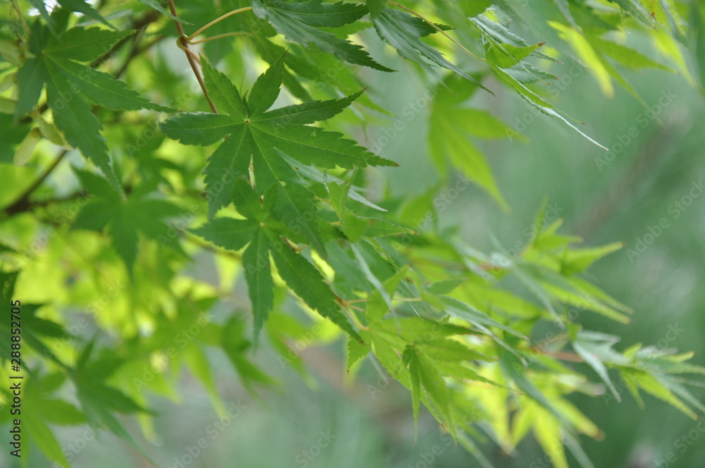 green leaves of japanese maple