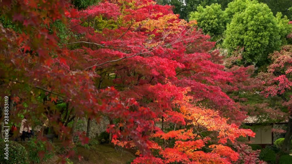 紅葉した楓 4K. Tilt shot of the Japanese maple leaves, autumn leaves 紅葉した楓 4K. Tilt shot of the Japanese maple leaves, autumn leaves