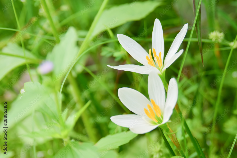 Fototapeta premium Beautiful white flower is blooming in nature.