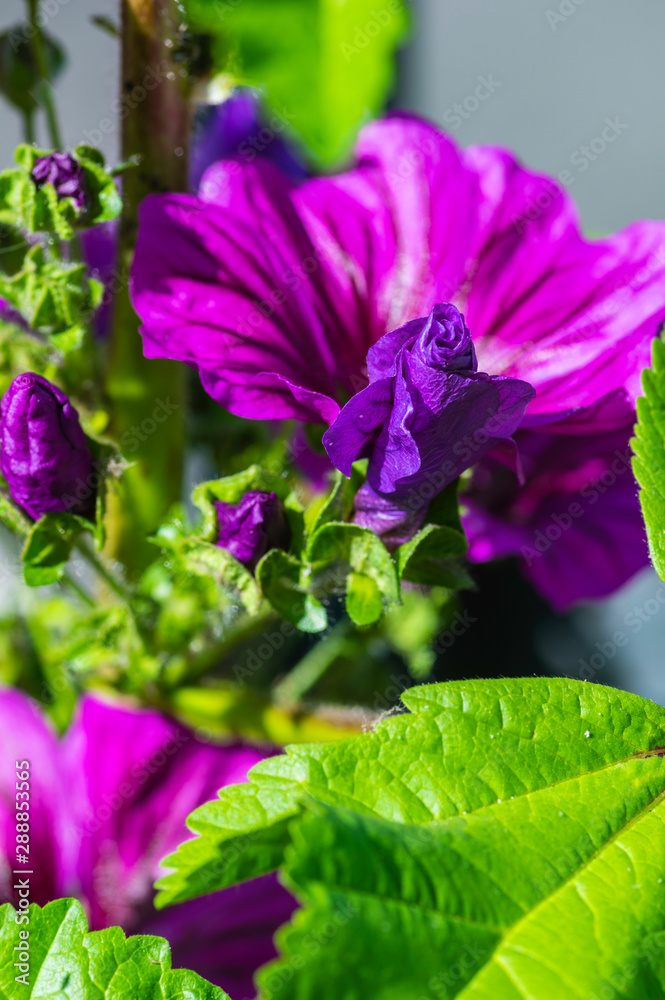 Fototapeta premium Fleurs mauves