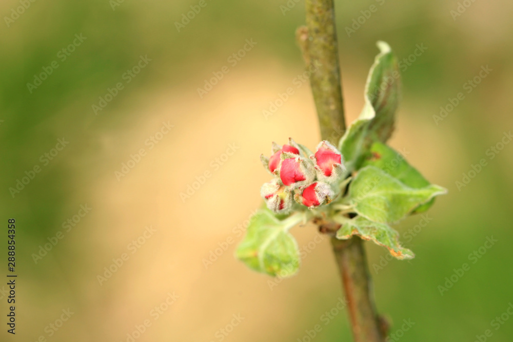 Blooming young apple tree in the new orchard. Flower buds on a young tree. Blooming young apple tree in the new orchard. Flower buds on a young tree.