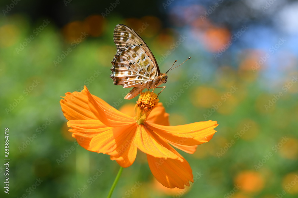 Obraz premium 蝶とコスモスの花