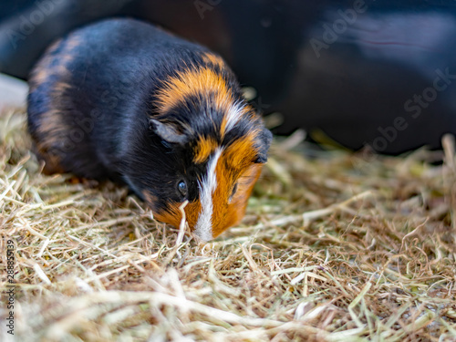A young brown and black male guinea pig in an indoor run