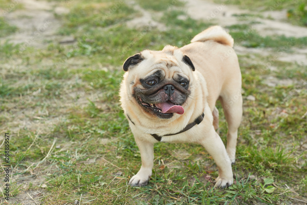 dog pug on the grass in summer