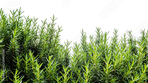 Beautiful green hedge for decorated in the garden   Isolated on white background