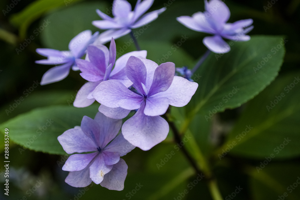 Purple and pink flower with green leaves. Flowers inside a mysterious forest. Purple and pink flower with green leaves. Flowers inside a mysterious forest.