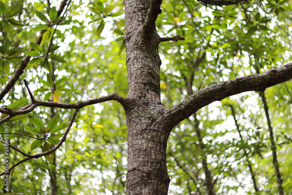 Obraz premium tree with green leaves. mangrove forest 