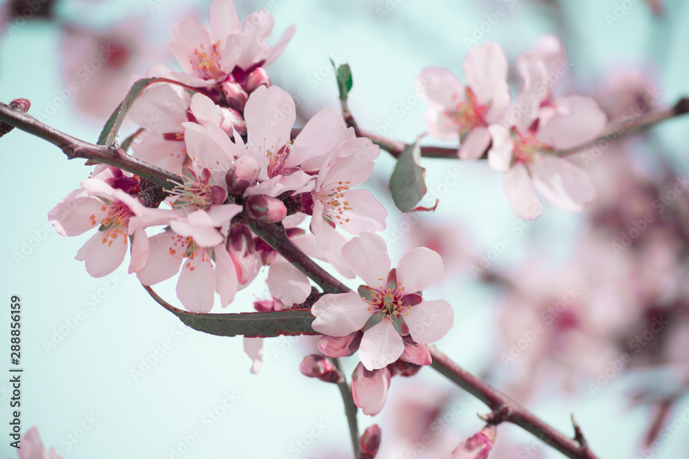 Almendro en Flor Almendro en Flor