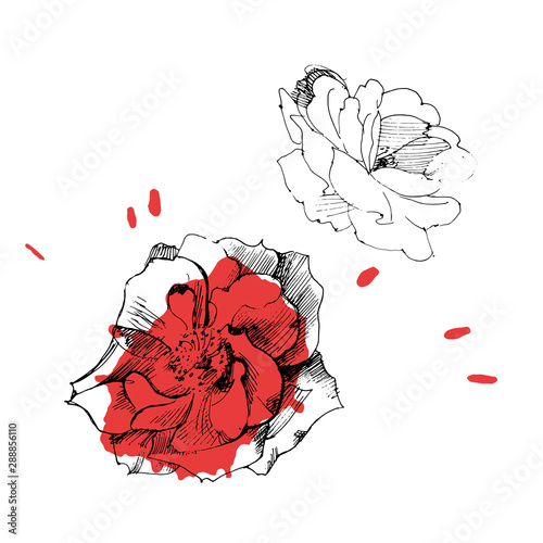 Vector graphic rose print with ink pen.