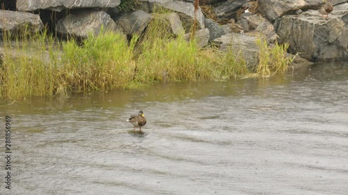 Duck standing on a stone in a water 4K photo