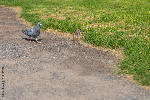 Pigeon and a Barbary ground squirrel: the strange friends. photo