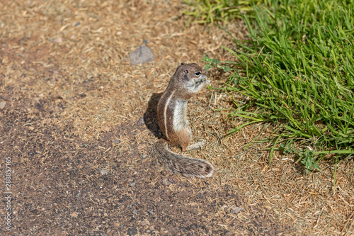 Barbary ground squirrel, ardilla moruna, eating grass. photo