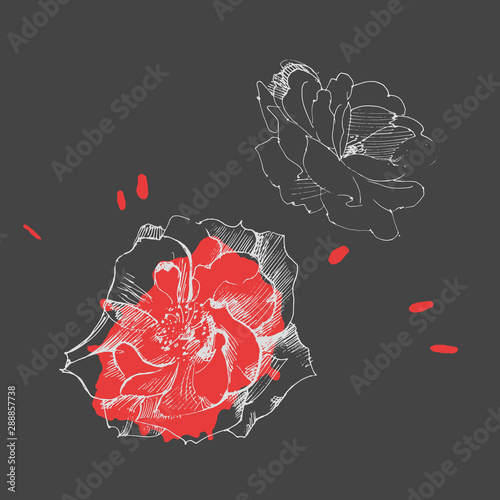 Vector graphic rose print with ink pen.