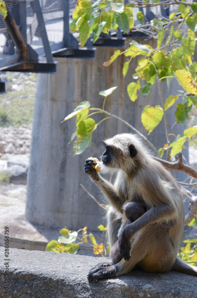 Obraz premium Monkey 