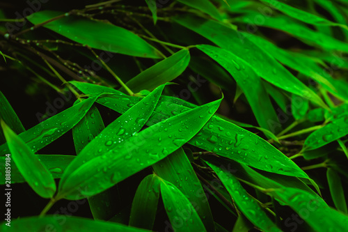 Deep green leaves with raindrops. Natural green background.