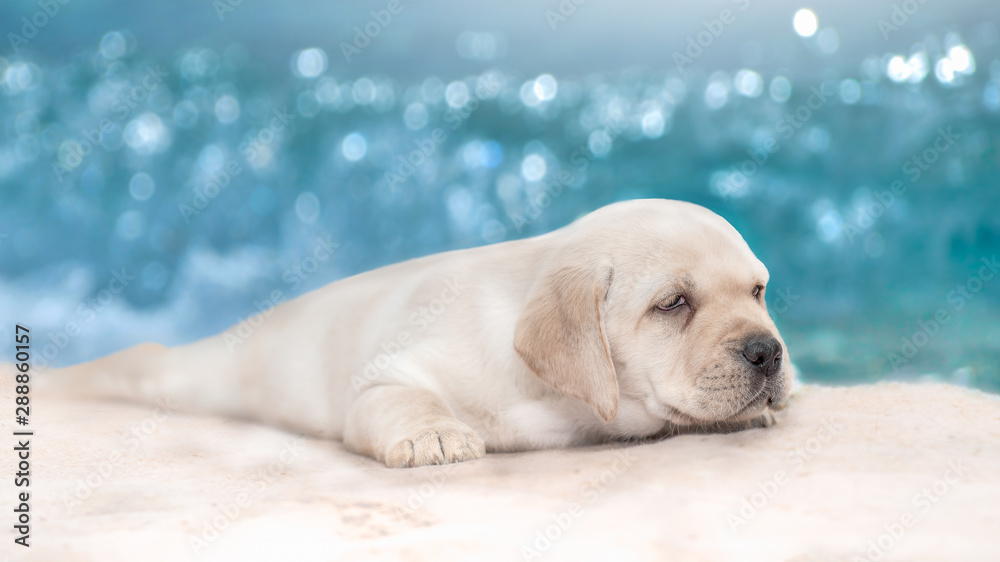 Labrador puppy on a sandy beach near the sea. Labrador puppy on a sandy beach near the sea.