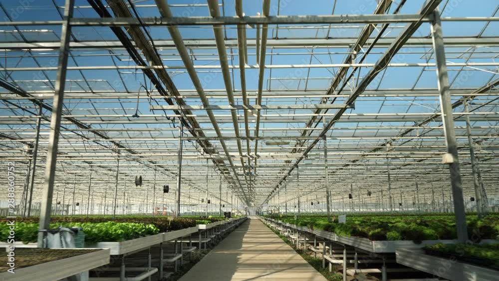 Drone flying in a modern greenhouse for oraganic crop. Modern farming Drone flying in a modern greenhouse for oraganic crop. Modern farming