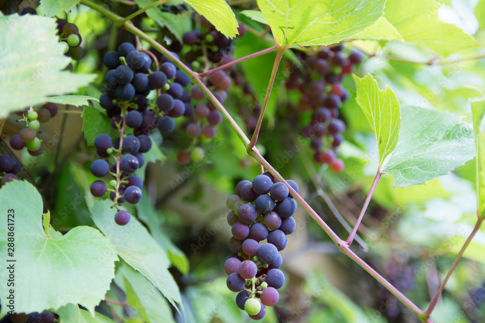 A bunch of ripe red grapes with leaves. Young branch of grapes.