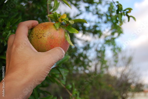 Picking Pomegranate Fruit from Tree