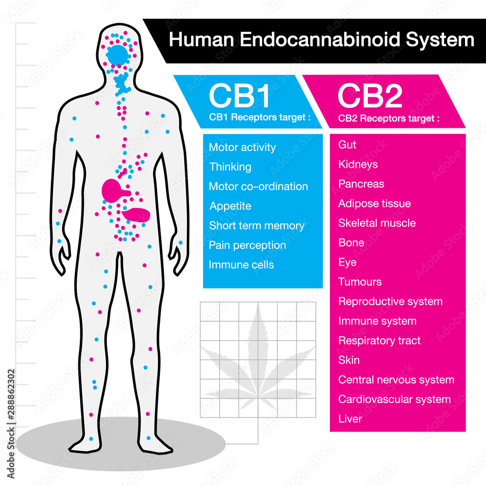 Vecteur Stock human endocannabinoid CB1 and CB2 Receptors target system