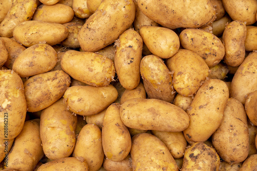 Potatoes fresh at the local market. Closeup food background texture.