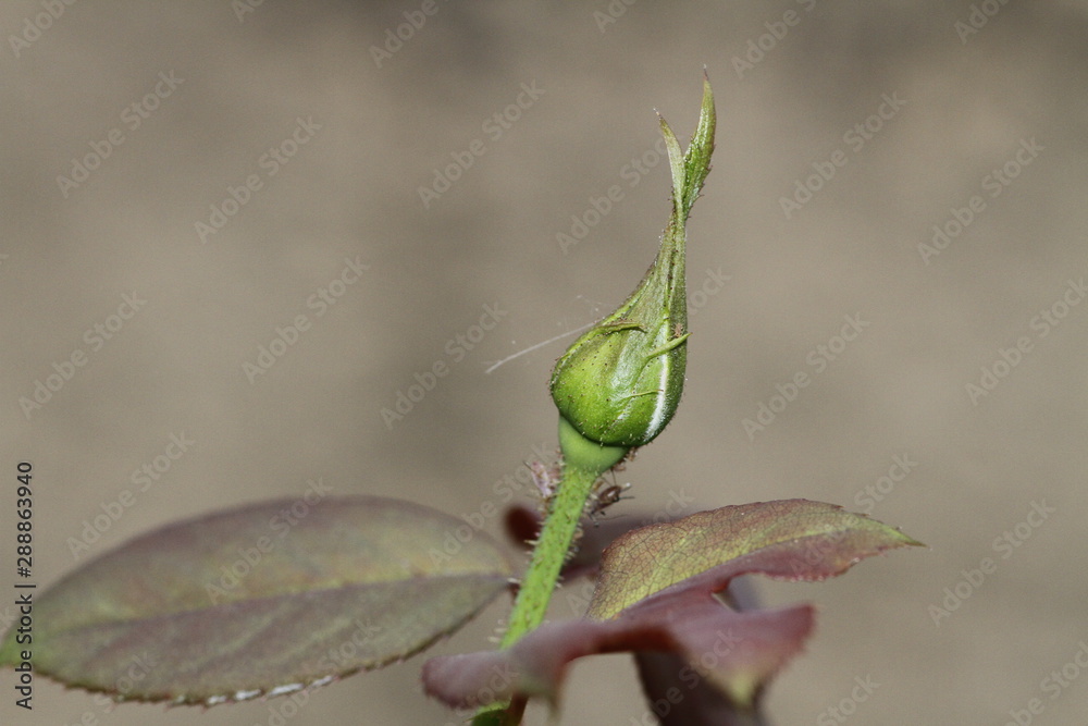 Close-up of seasonal colorful flowers in the garden. Yellow, orange, green and various flowers. New blooming flowers.