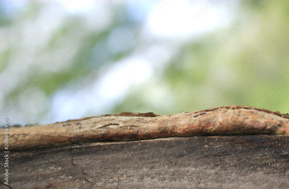 Obraz premium the tree in nature abstract background, the wood and blurred nature background