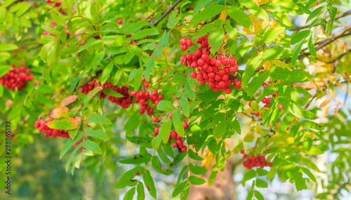 Rowan berries on a branch. Autumn harvest. Rowan tree berries hang on a green branch.