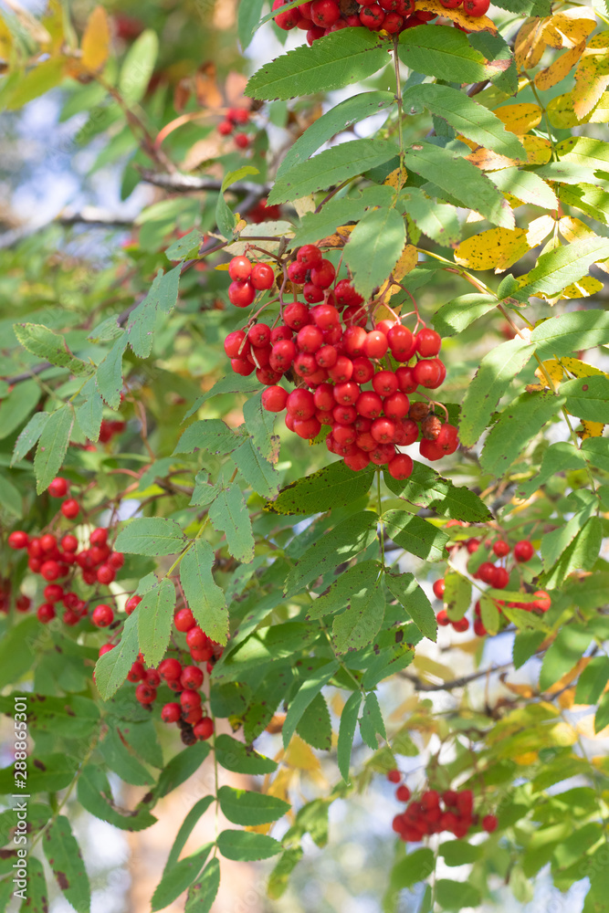 Rowan berries on a branch. Autumn harvest. Rowan tree berries hang on a green branch.