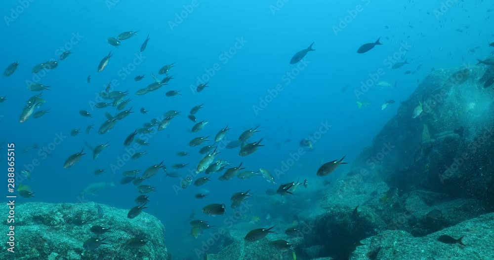 Reef fishes from the sea of cortez, mexico Reef fishes from the sea of cortez, mexico
